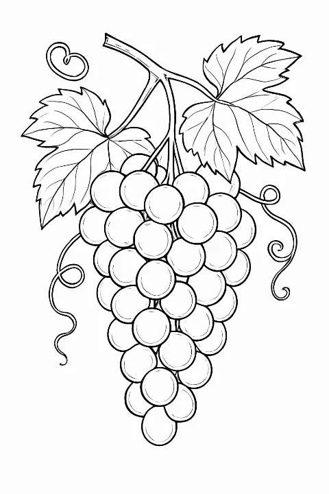 A detailed illustration of a bunch of grapes on a vine for a grapes coloring page.